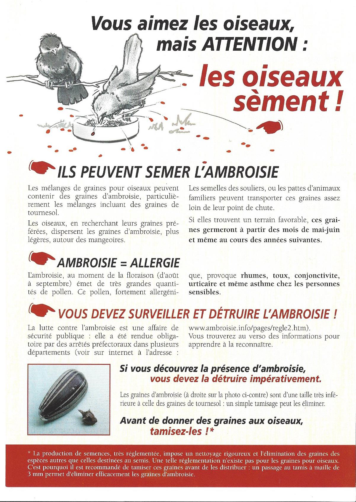 Ambroisie2